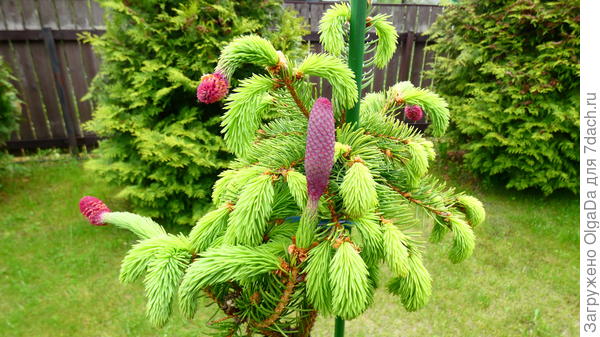 Смешная макушка