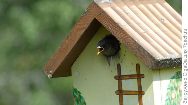 От жары птенец вылез из летка