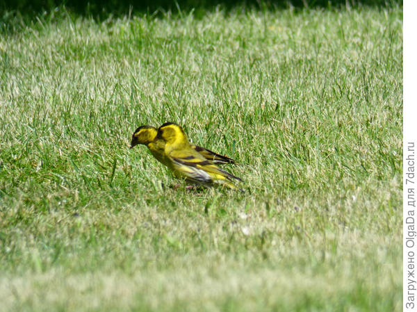 Тоже к кормушке шлёпают.