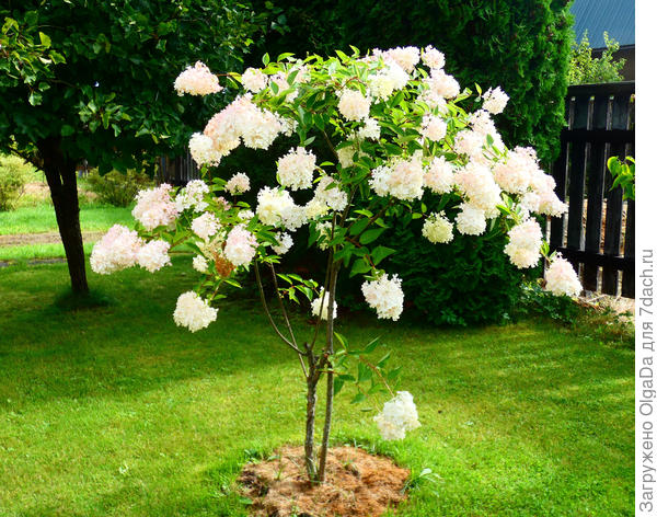 Грандифлора