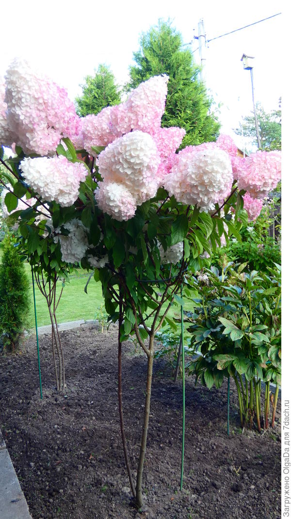 Вот так они стоят сейчас