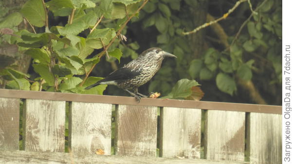 Кедровка с орехом в левой лапке