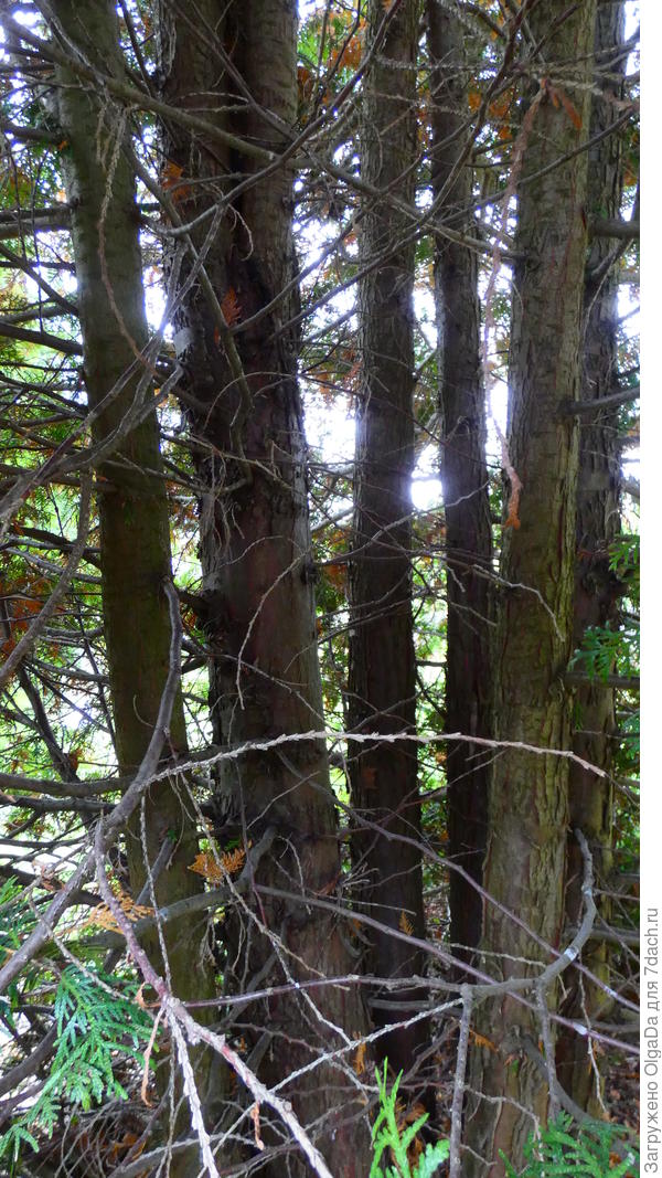 Так Брабант выглядит внутри