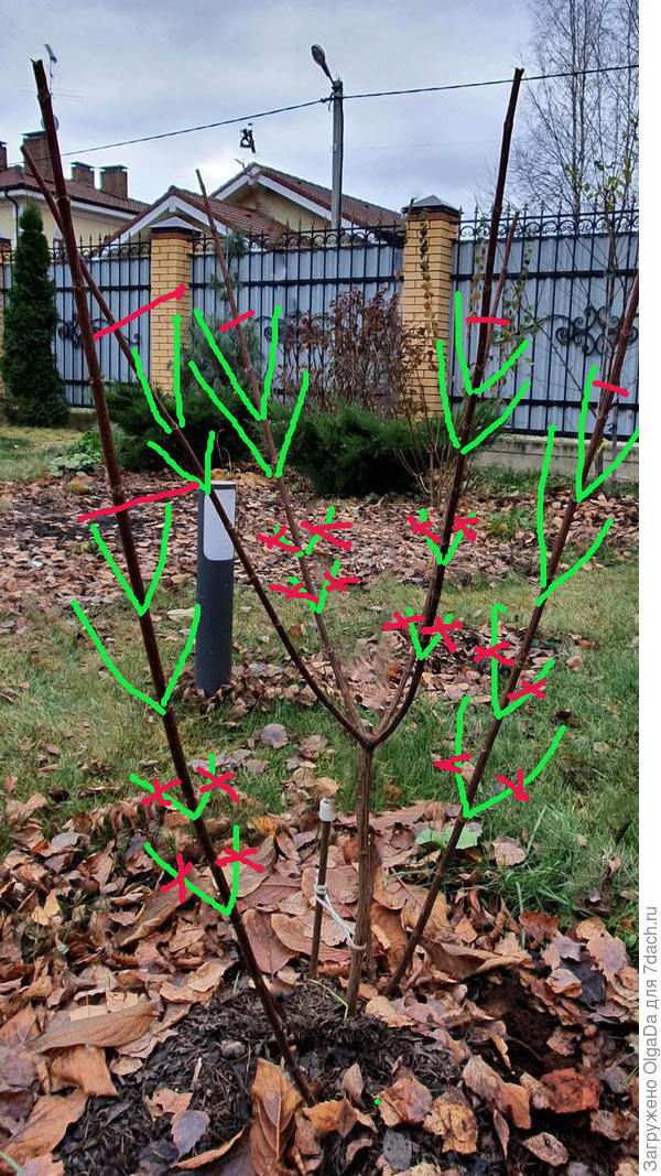 Примерная СХЕМА