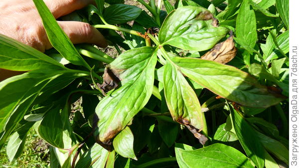 поражение листьев