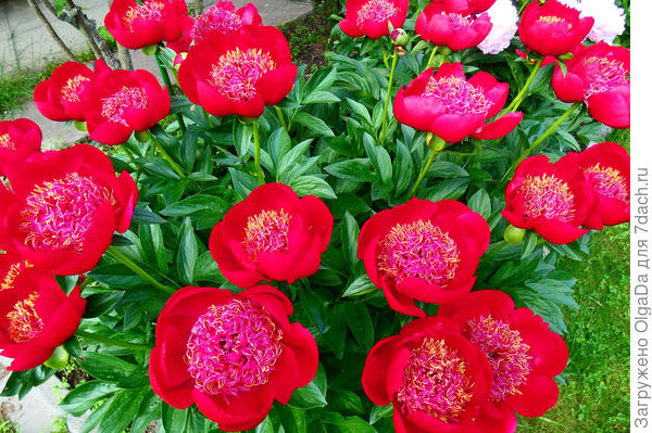 Уолтер Мейнс