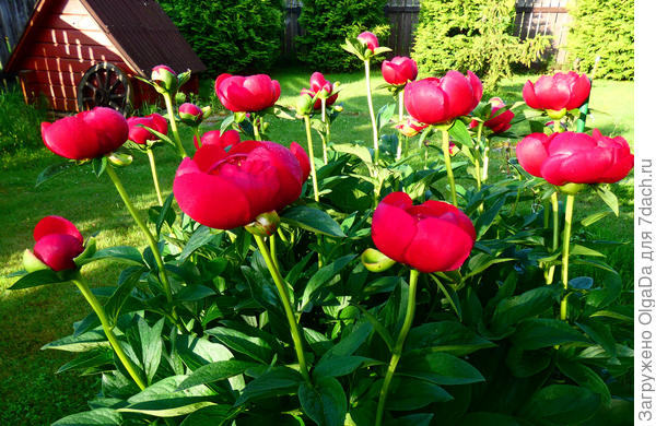 Уолтер Мейнс