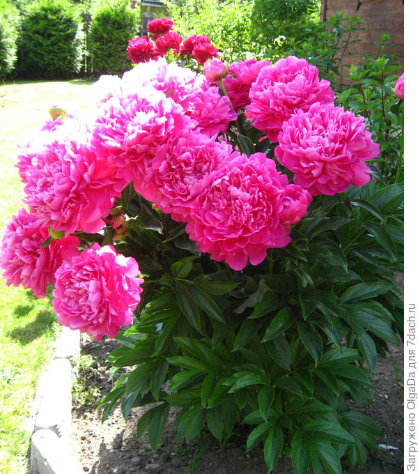 Принцесс Маргарет