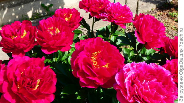 Олд Фейтфул