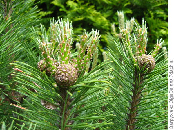 Молодые побеги после выломки