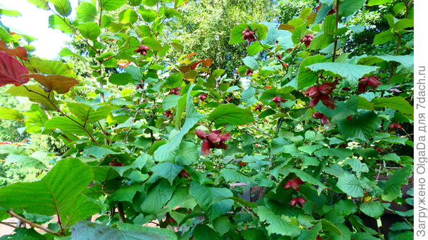 В сад уже прилетели кедровки за орехамии