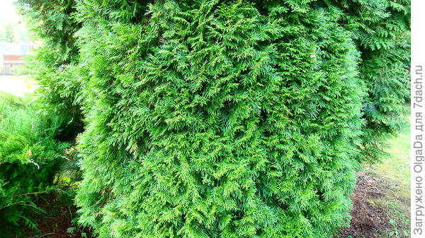 Смарагд снаружи