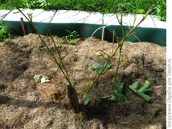 Молодой виноградный кустик с обгрызенними листьями и даже шпагат отгрызли