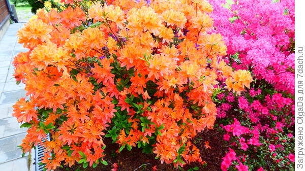 Японский лососёвый