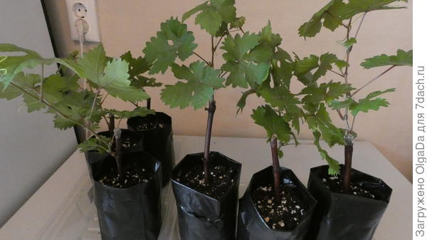 Укоренение черенков винограда на батарее отопления пошагово. Фото