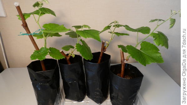 А так сегодня 09.04. выглядят двухпочковые саженцы уже высаженные в емкости на доращивание. А есть такие же и трёхпочковые красавцы.