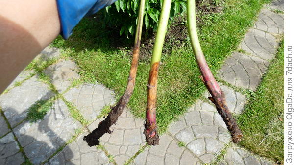 Ботритис - серая гниль пиона