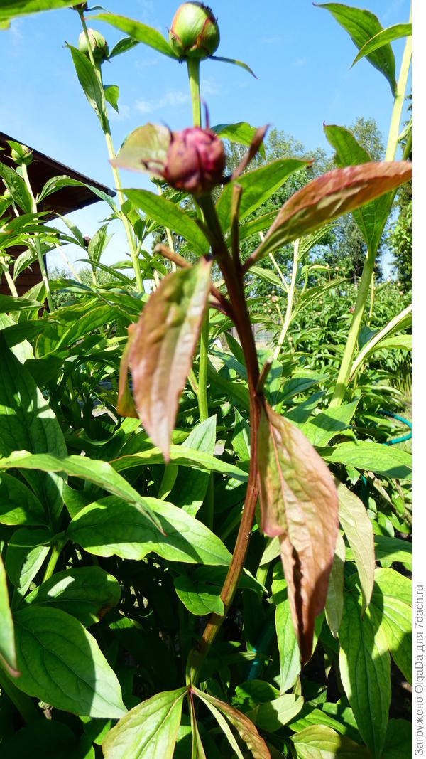 Ботритис - серая гниль пиона