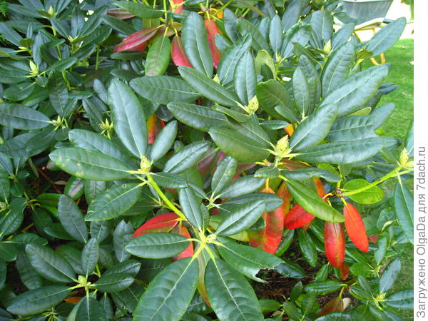 foto 1. Červenost listů rododendronu