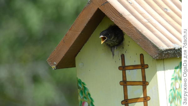 Птенец не есть просит, ему жарко и он так охлаждается