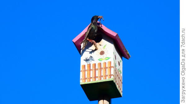 Скворец сидит на палочке с полным клювом вкусных червяков.