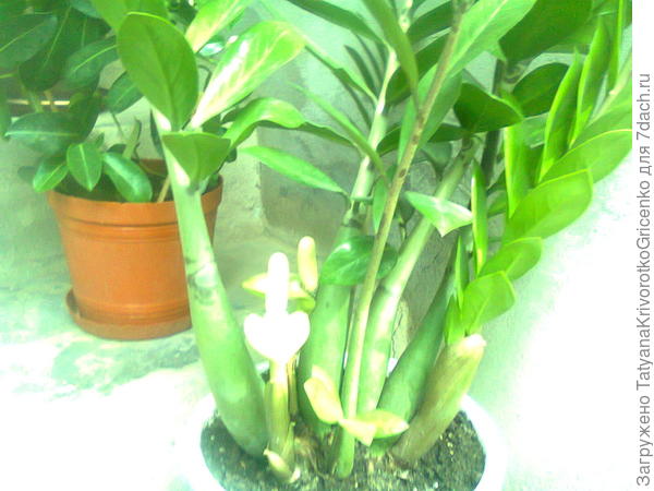 летом  у  меня тоже  цвел