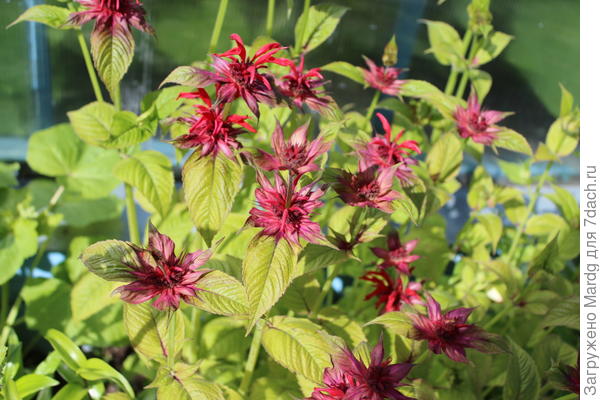 еще монарда