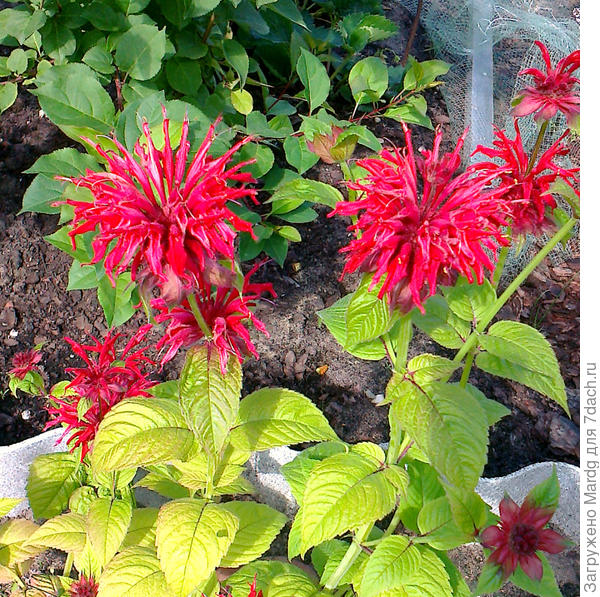 Монарда в полном цвету