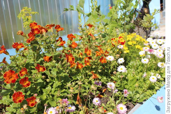 мимулюс с соседями