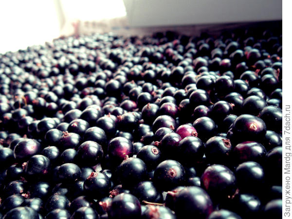 россыпи смородины на подоконнике