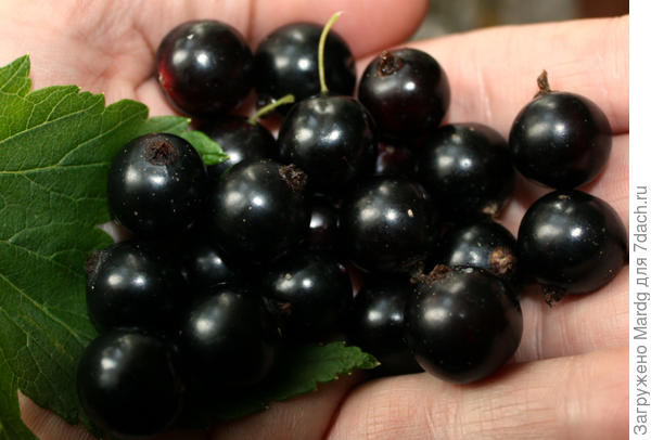 Сорт смородины  Вологда