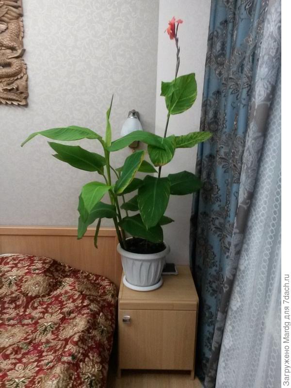 вот такое чудище