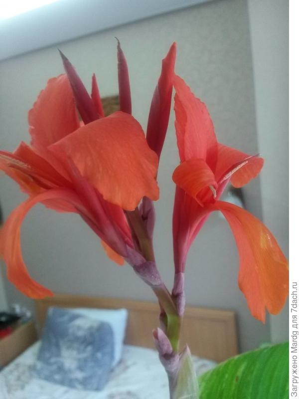 цветок канны