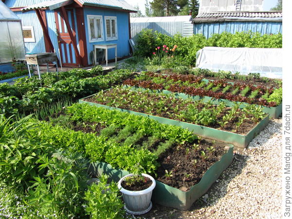 мои грядки