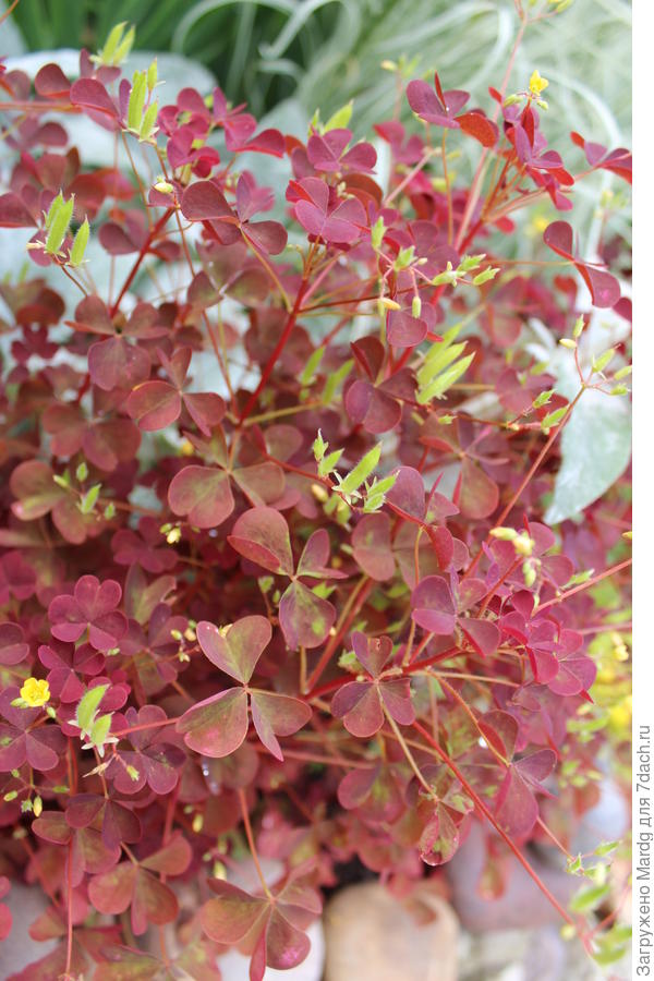 кислица рожковая