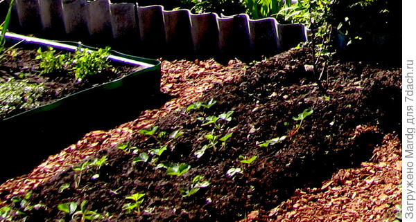 мульча из коры