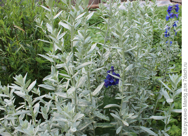 серебристая полынь