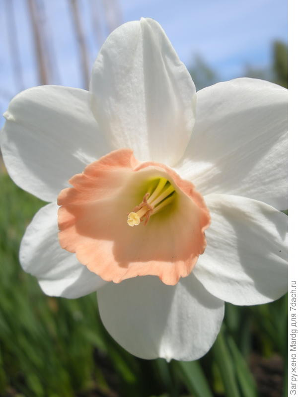 нарцисс