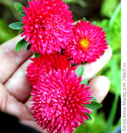 астра помпонная