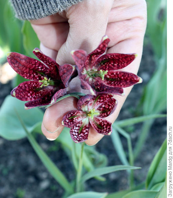 рябчики шахматные