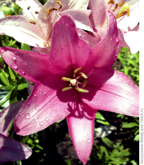 лилия "Розовая"
