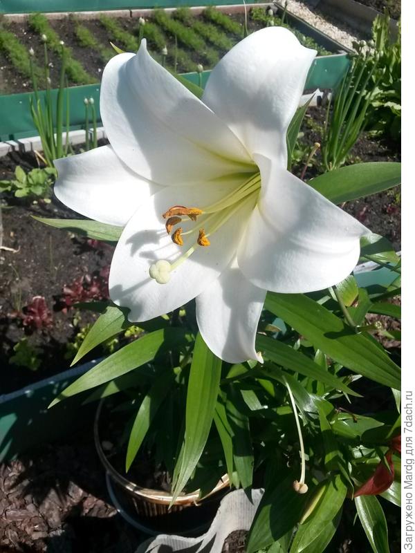 Белая лилия