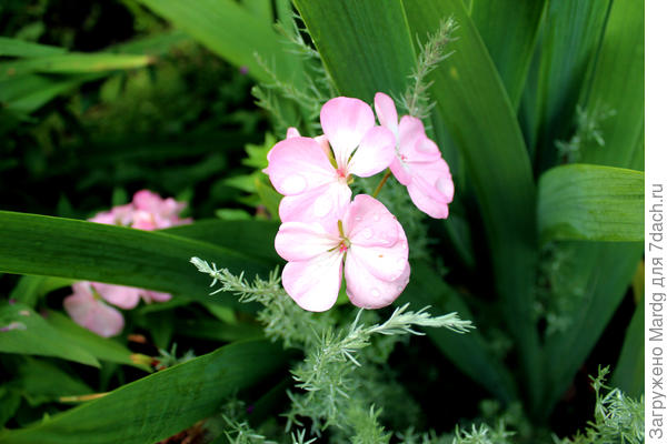 розовая герань