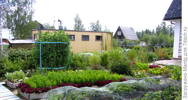 грядки из досок