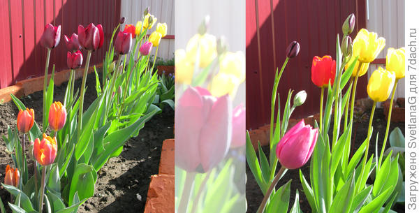 Смесь сортов: Принцесса Ирэна, Рональдо, Блэк Джек и ... просто желтые)