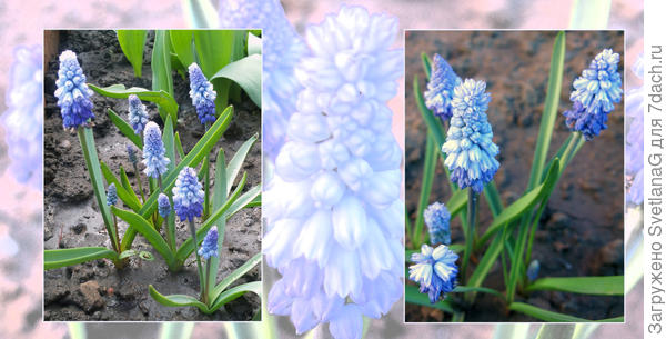 Мускари Азуреум