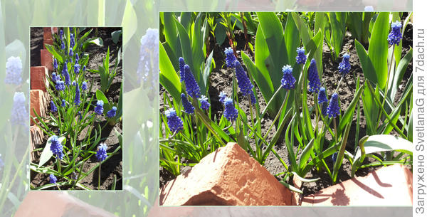 Мускари армянский