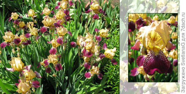 Разгар цветения