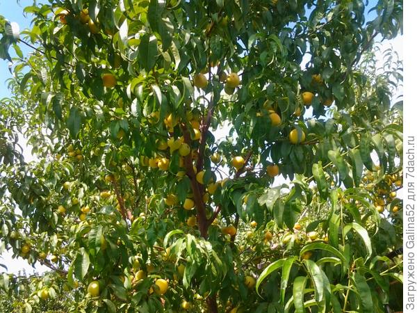 нектарин еще не покраснел