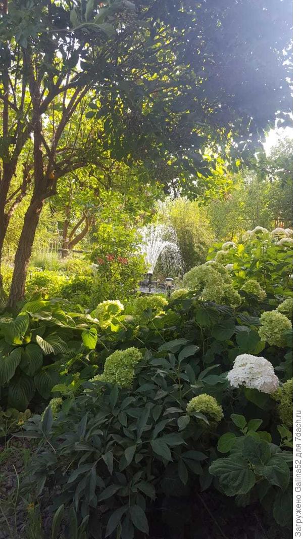 гортензии древовидные